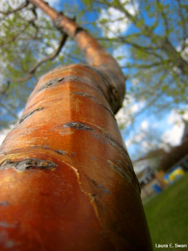 Coppertone Tree