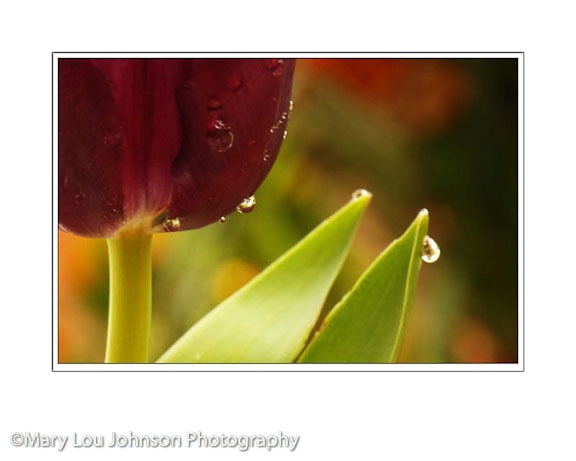 Tulip Dewdrops