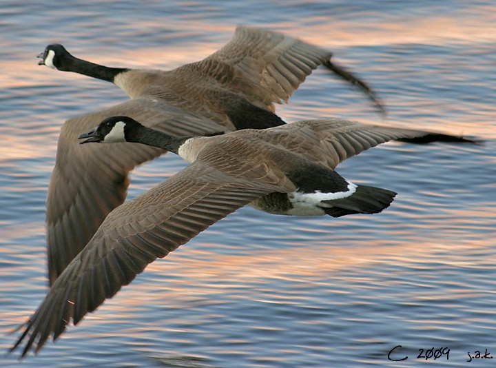 Mates in Flight