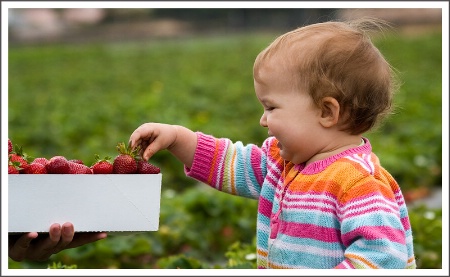 Picking Strawberries