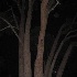 © Cynthia S. Lumberg PhotoID# 8378714: Moonlight Acacia