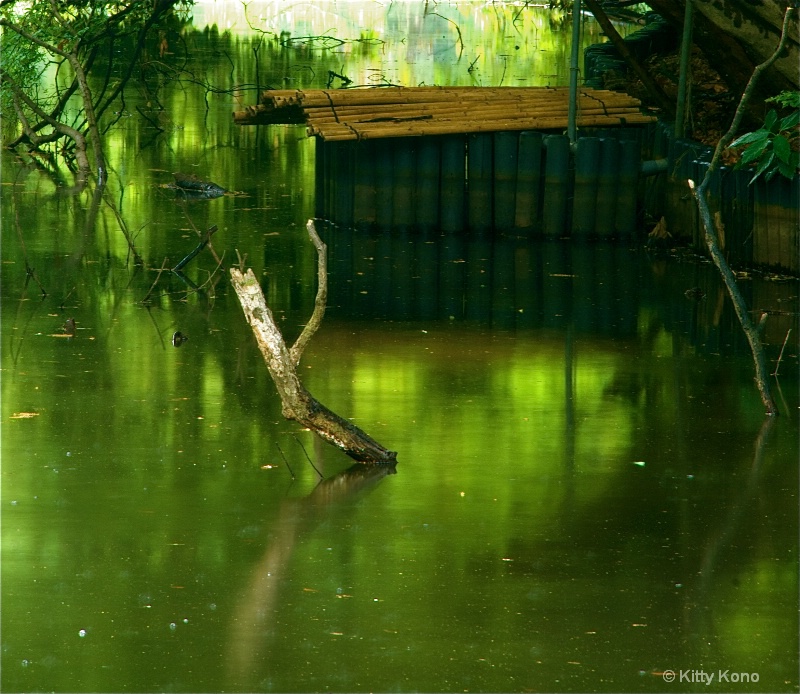Bamboo and Driftwood at Meiji Shrine Garden Pond - ID: 8379473 © Kitty R. Kono
