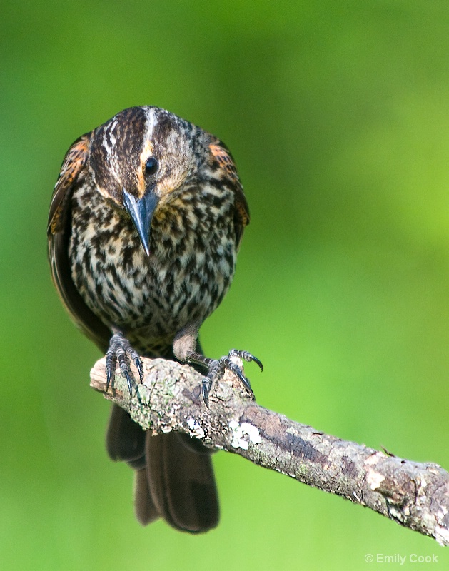 Redwing Blackbird (Female)