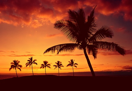 Hawaiian Paradise