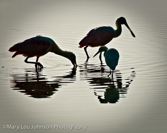 Two Roseate Spoonbills with Snowy White Egret 
