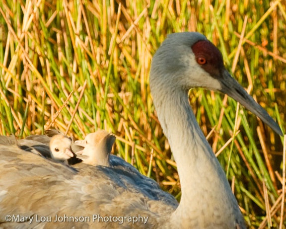 Two Baby Sandhill Cranes hiding under Mom's wi