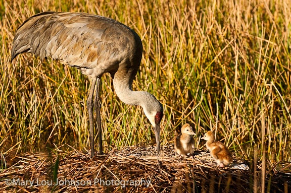 Two Baby Sandhill Cranes with Mother
