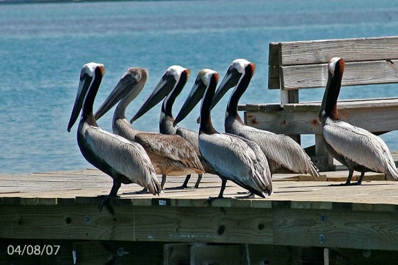 Pelican Pals in a Row
