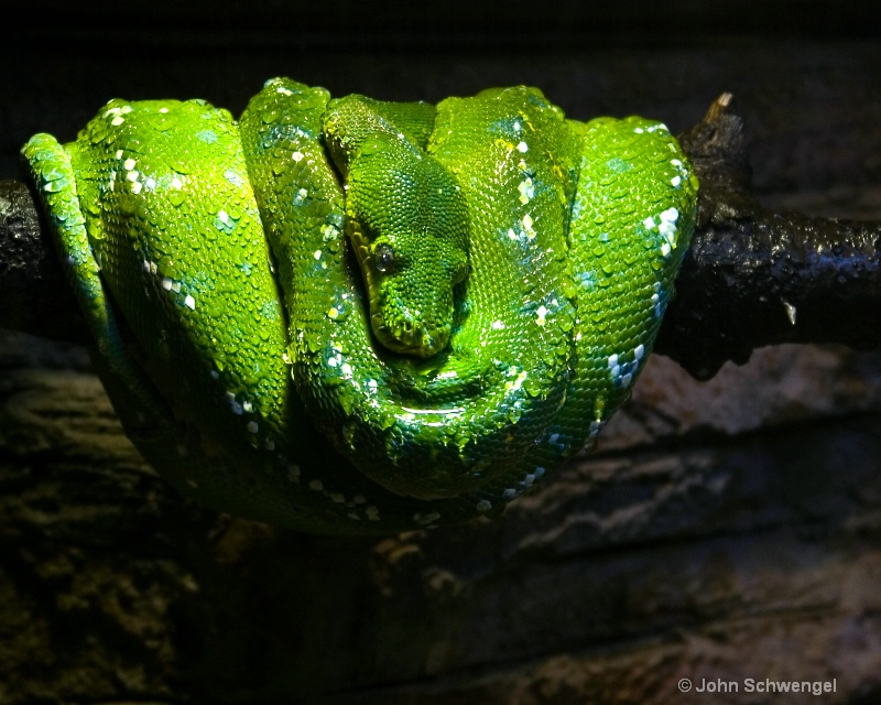 green snake