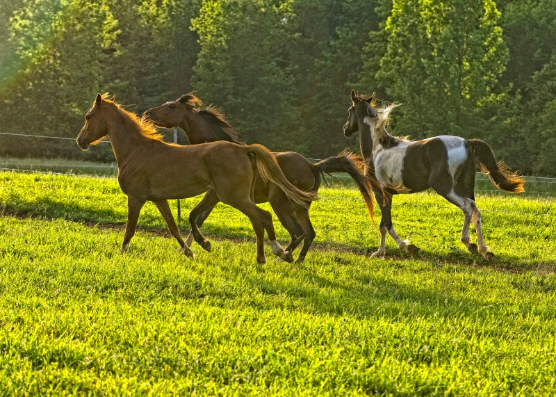 Horses on the Run