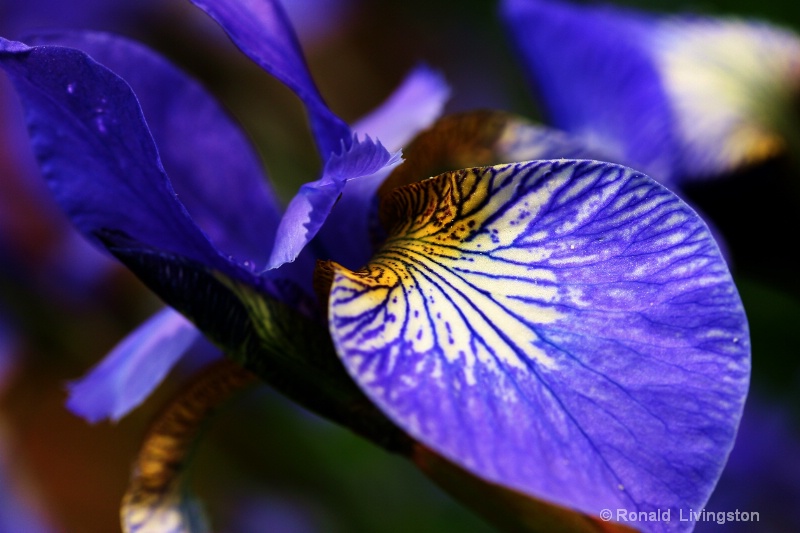 Iris Passion - ID: 8385362 © Ron Livingston