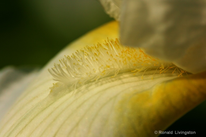 Soft Focus in Yellow - ID: 8385366 © Ron Livingston
