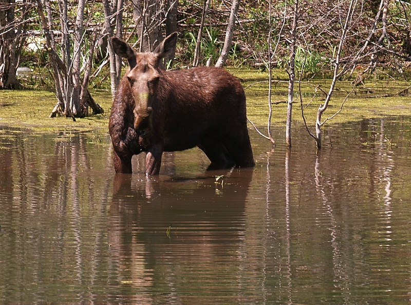 Moose