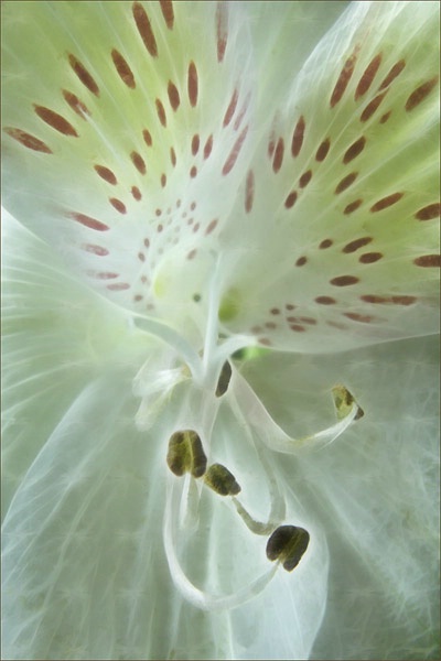 Lily 