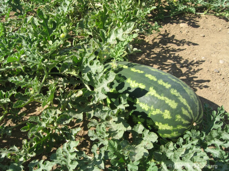 Watermelon in the fields - ID: 8389664 © Cynthia S. Lumberg
