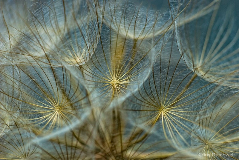 Translucid Dandelions