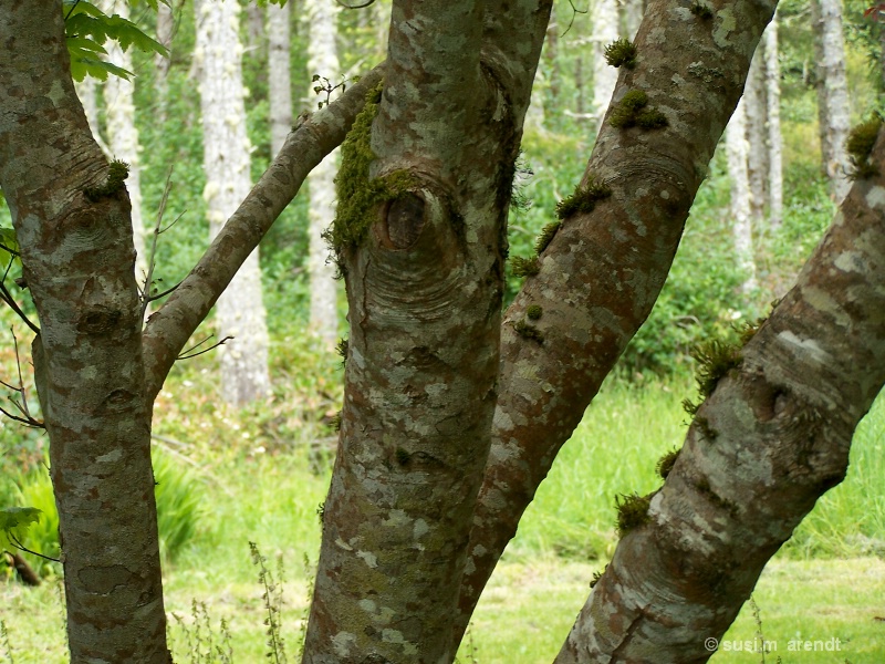 Birch Trees (I Think)