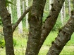Birch Trees (I Th...
