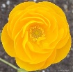 Detail in Yellow