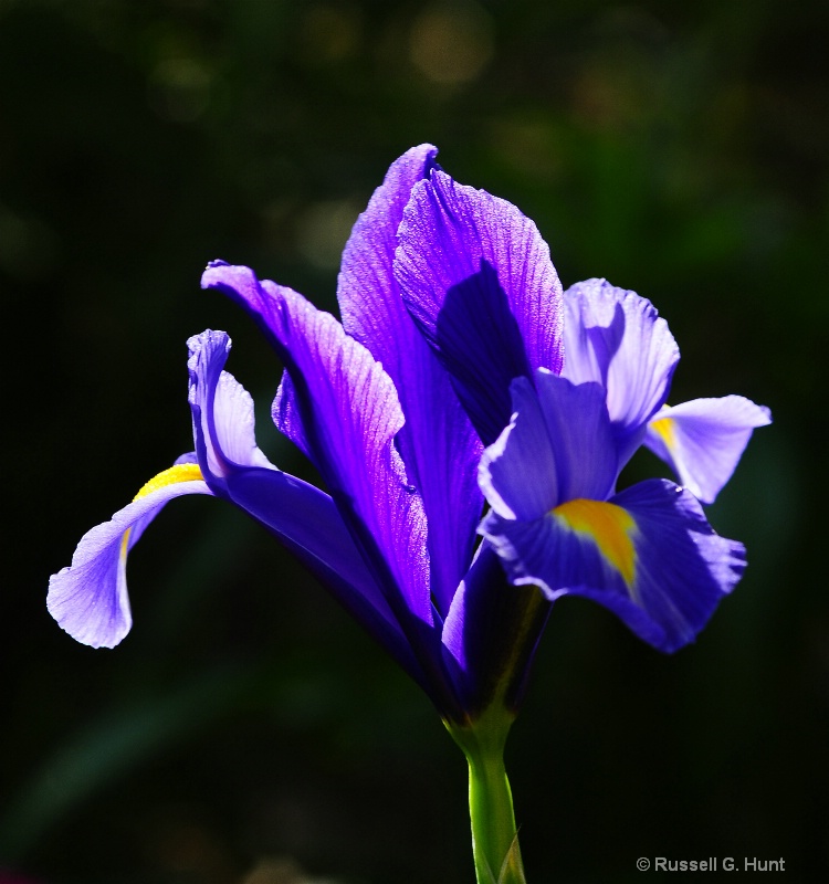 Sunlit Japanese Iris
