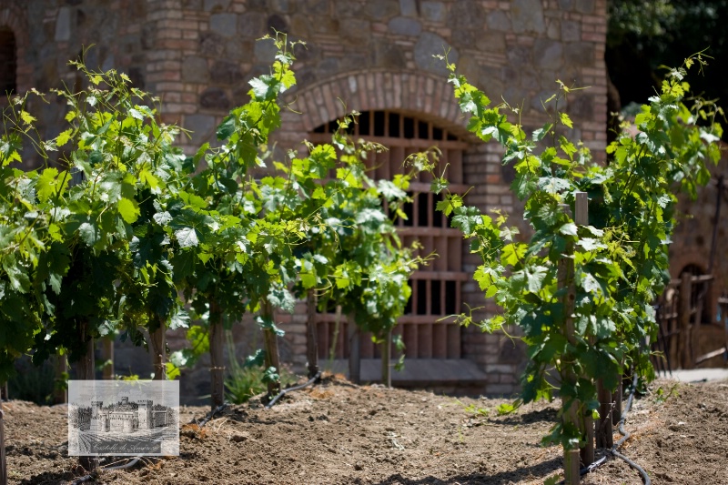 Grape Vines