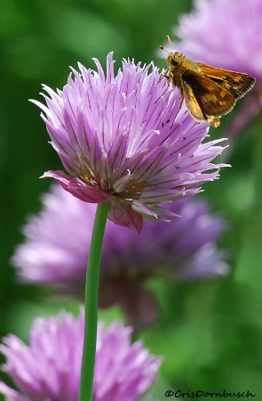 The Flower and The Butterfly