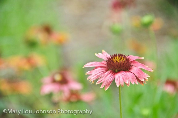 Pink Flower in field of flowers