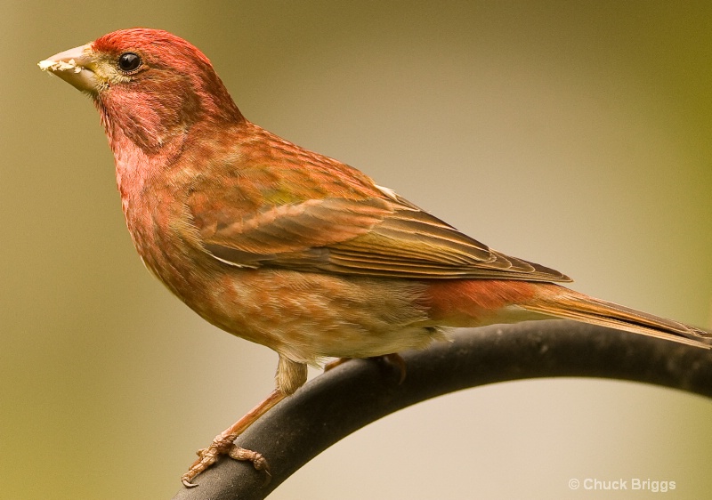 Male Purple Finch at the feeder