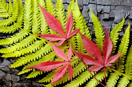 Japanese Maple and Fern