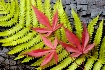 Japanese Maple an...
