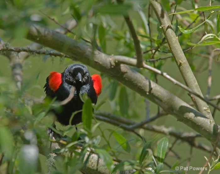 Red-winged Blackbird - ID: 8398765 © Pat Powers