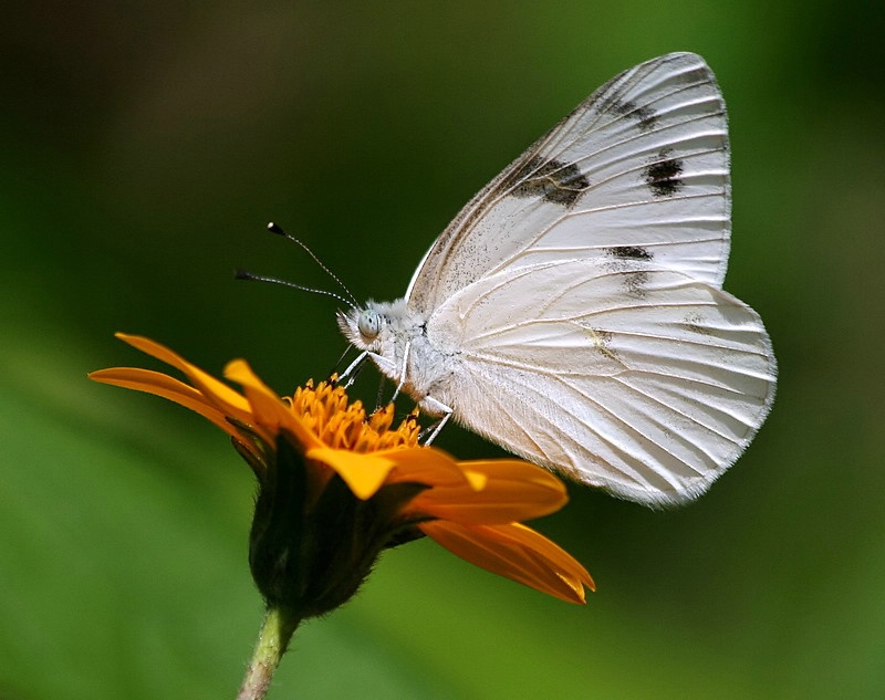 Checkered White