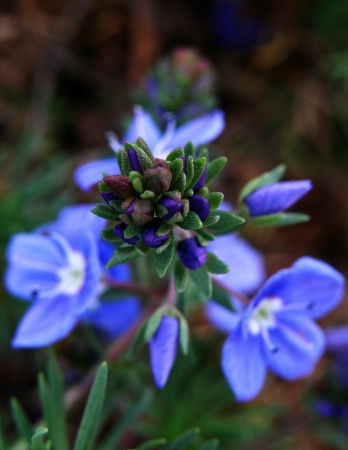 Blue and blooming