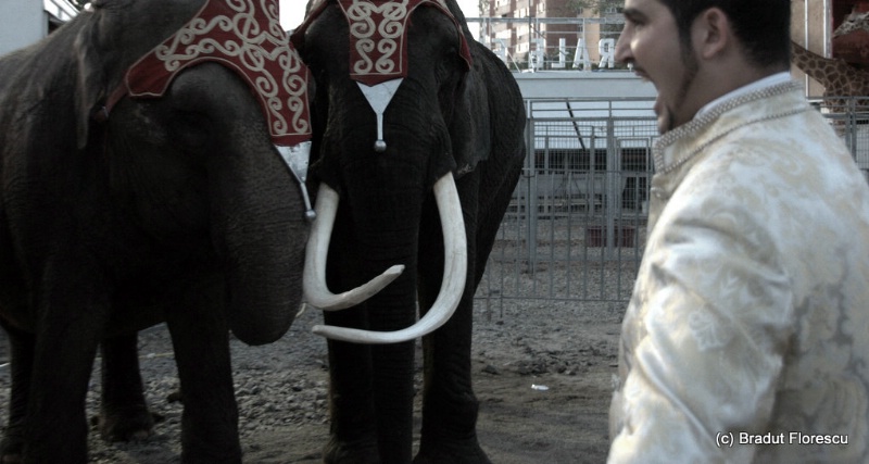 The elefant Tamer