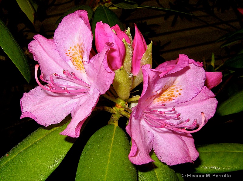 "Pink Rhododendron"