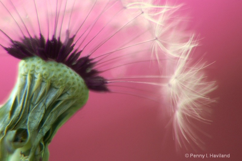 Dandelion Parachutes