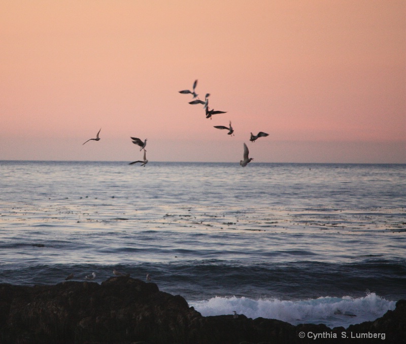 Seagulls at Sunset 2 - ID: 8402253 © Cynthia S. Lumberg