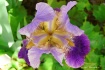 An Iris Kaleidosc...