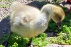 Such a Fuzzy~Wuzz...
