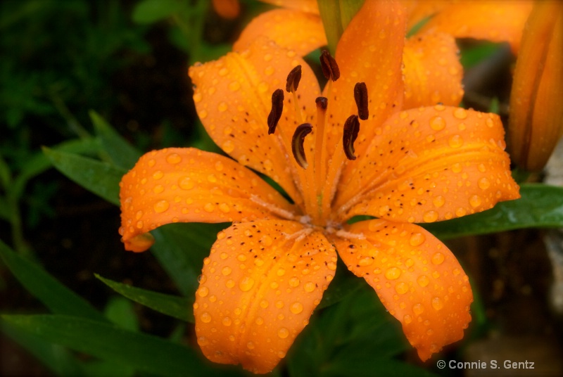 Bold, fresh Day Lillies