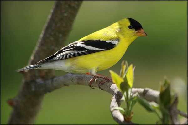 Little Yellow Finch