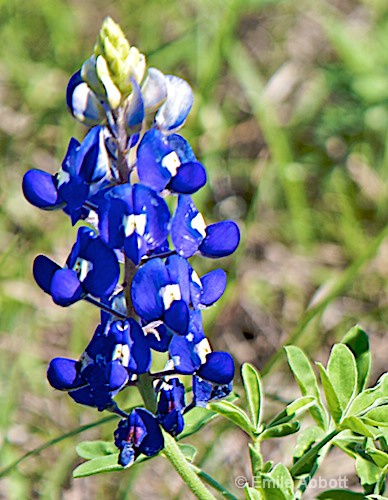 Texas Bluebonnets - ID: 8407799 © Emile Abbott