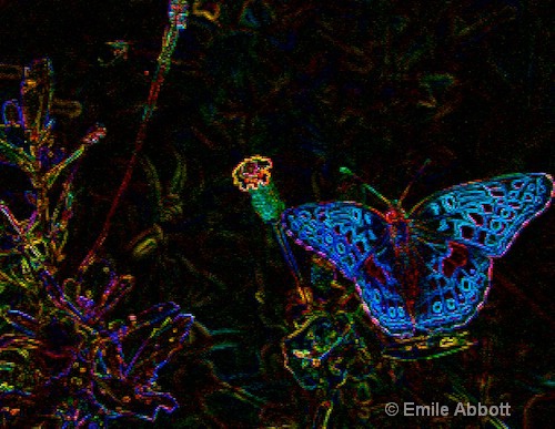 Luminescent Butterfly - ID: 8407801 © Emile Abbott