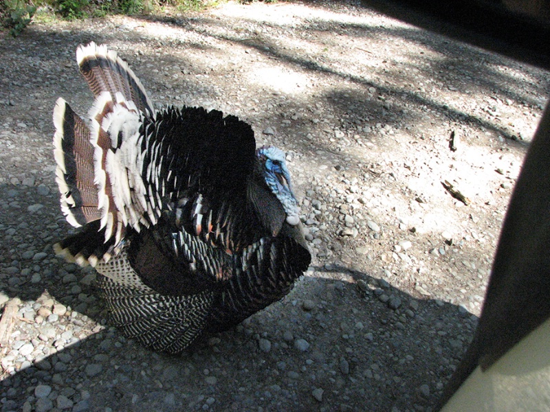 Wing Dragging by Wild Turkey During Strut - ID: 8407894 © John Tubbs