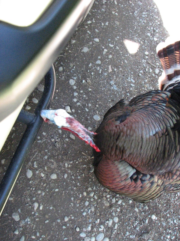 Wild Turkey Pecking at Truck Step - ID: 8407896 © John Tubbs