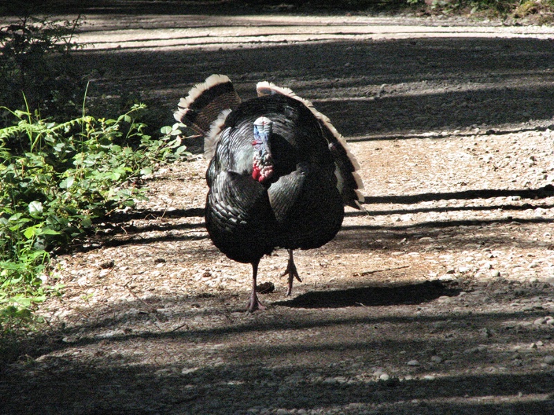 Wild Turkey Charging the Photographer - ID: 8407897 © John Tubbs
