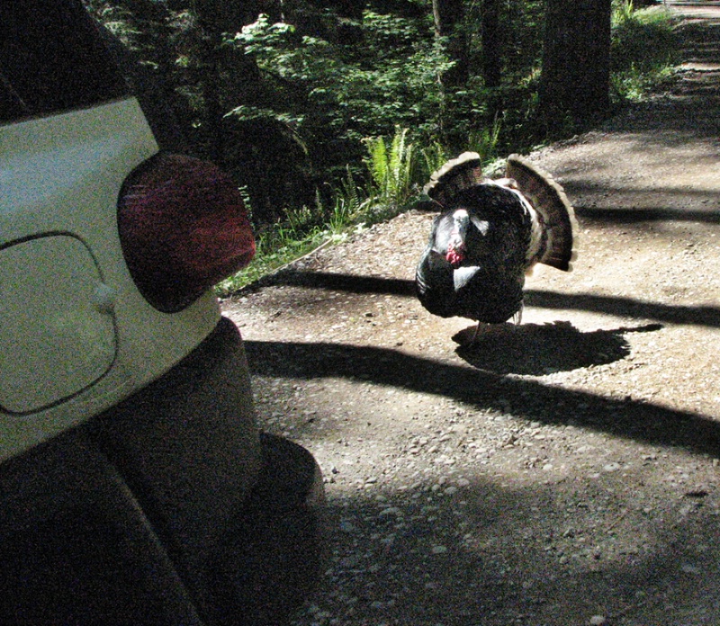 Wild Turkey Strutting for a Truck's Benefit. - ID: 8407898 © John Tubbs