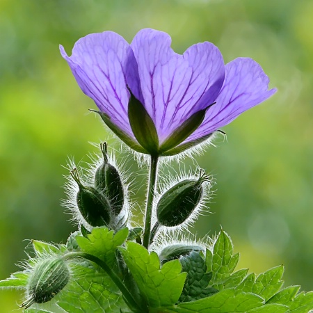 Blue Geraniums