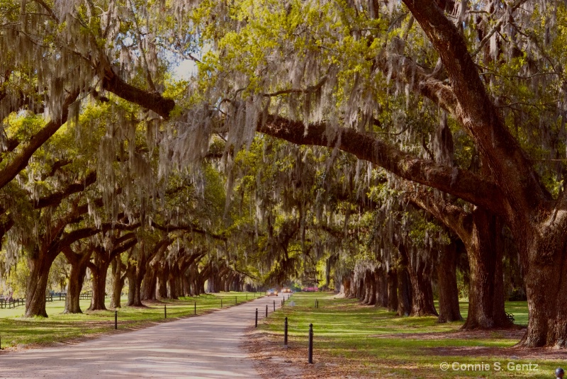 Avenue of Oaks