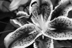 Stargazer Lilly